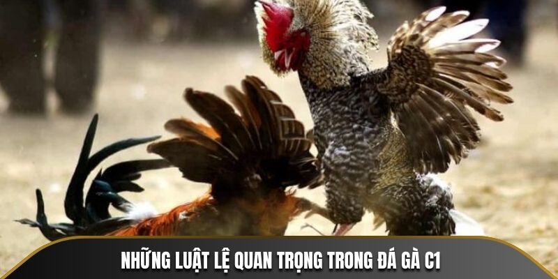 Những luật lệ quan trọng trong đá gà C1