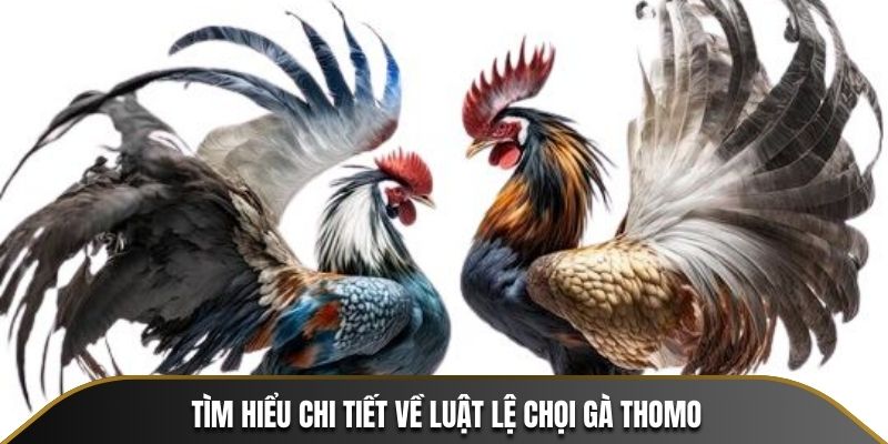 Tìm hiểu chi tiết về luật lệ chọi gà Thomo