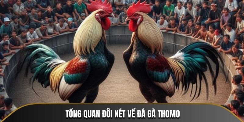 Tổng quan sơ lược về đá gà Thomo